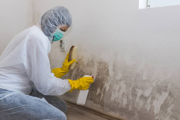 Why You Should Choose Our Mold Remediation Services in Anoka, MN